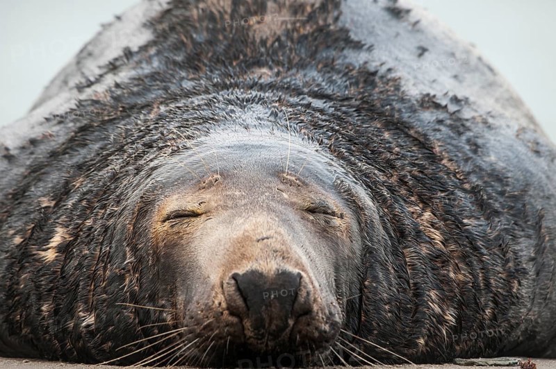Grey seal