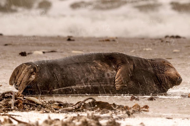 Grey seal
