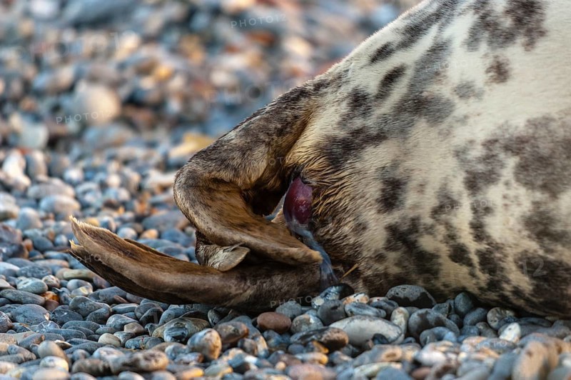 Grey seal