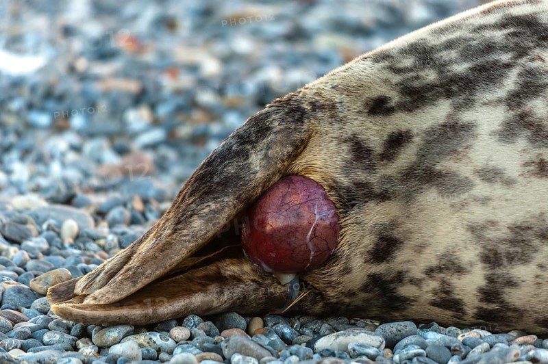 Grey seal