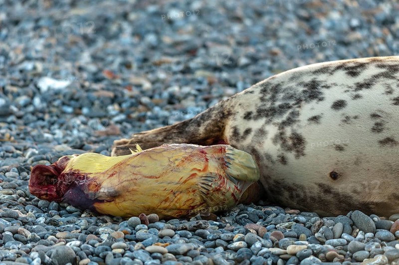 Grey seal