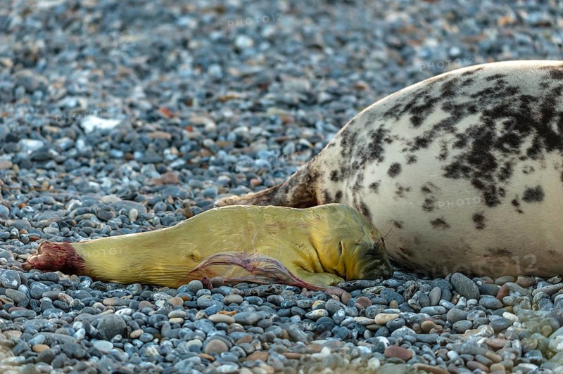 Grey seal