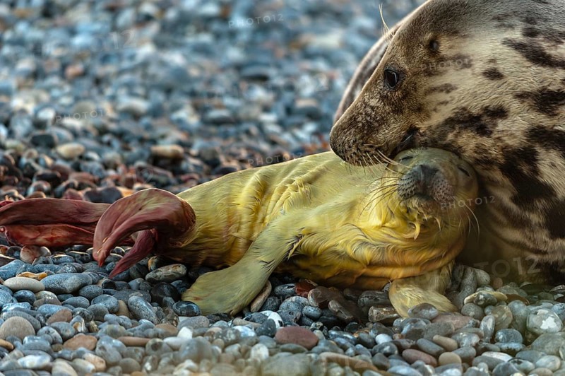 Grey seal