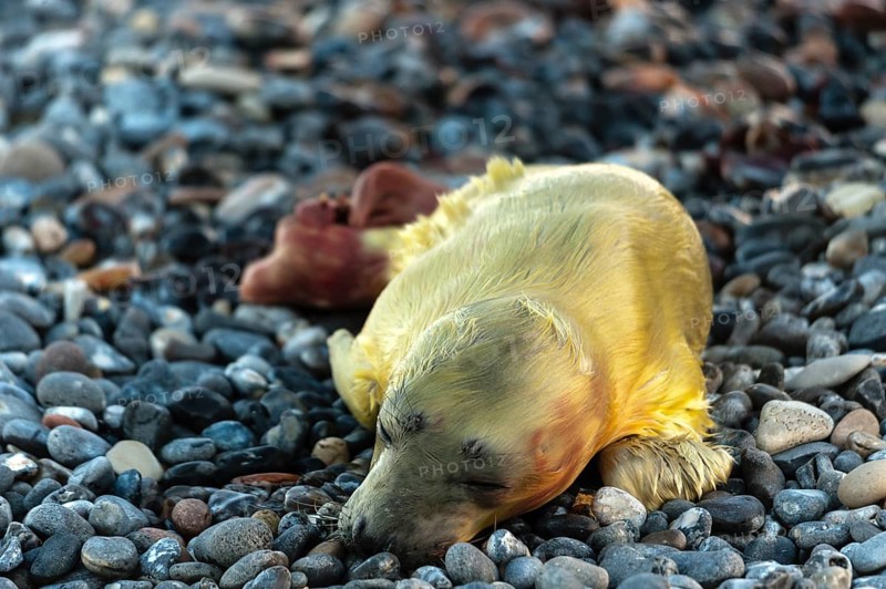 Grey seal