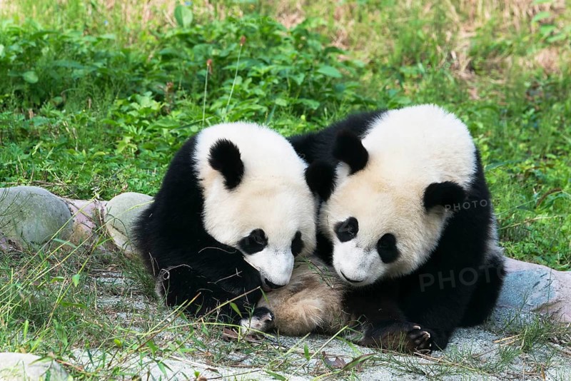 Two Giant Pandas