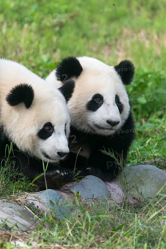 Two Giant Pandas