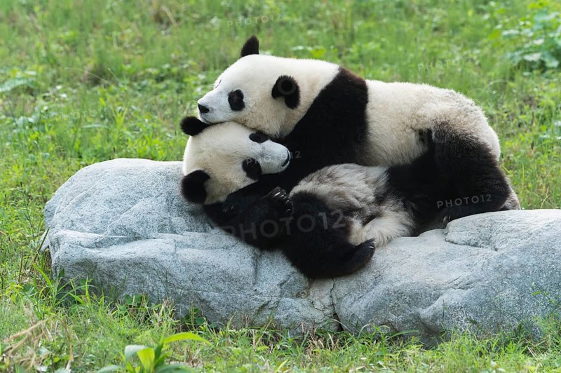 Two Giant Pandas