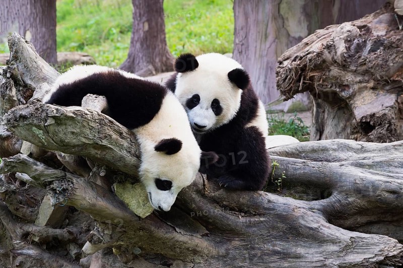 Two Giant Pandas