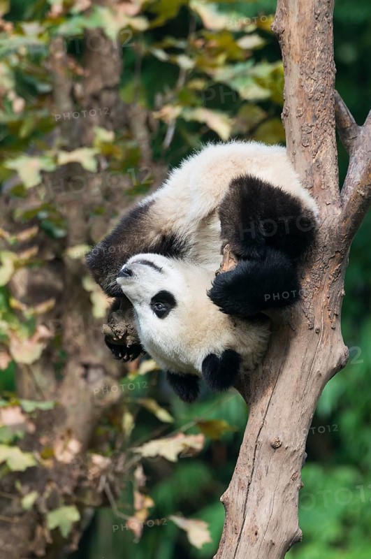 Giant Panda