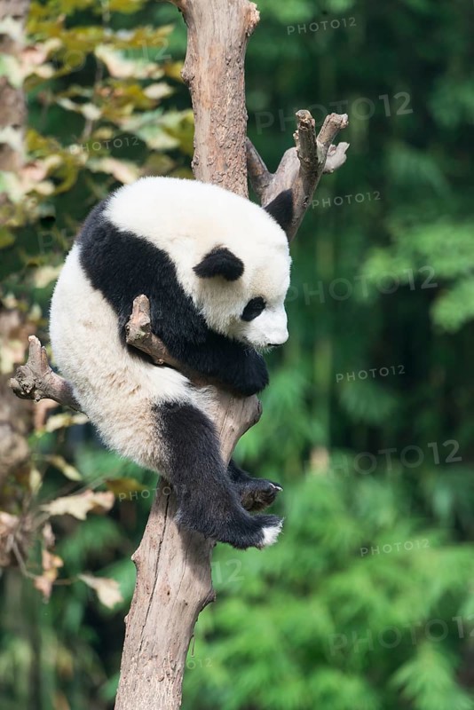 Giant Panda