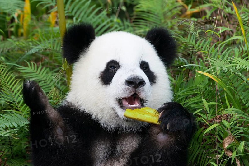 Giant Panda