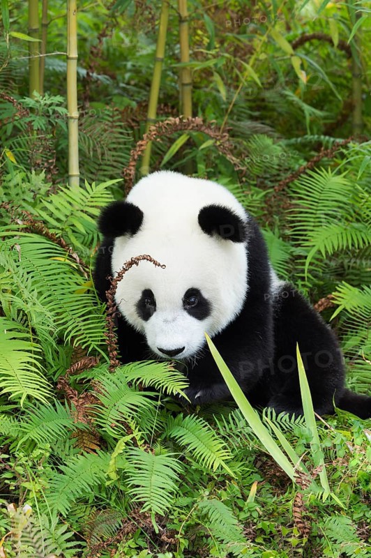 Giant Panda