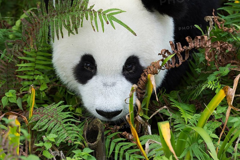 Giant Panda