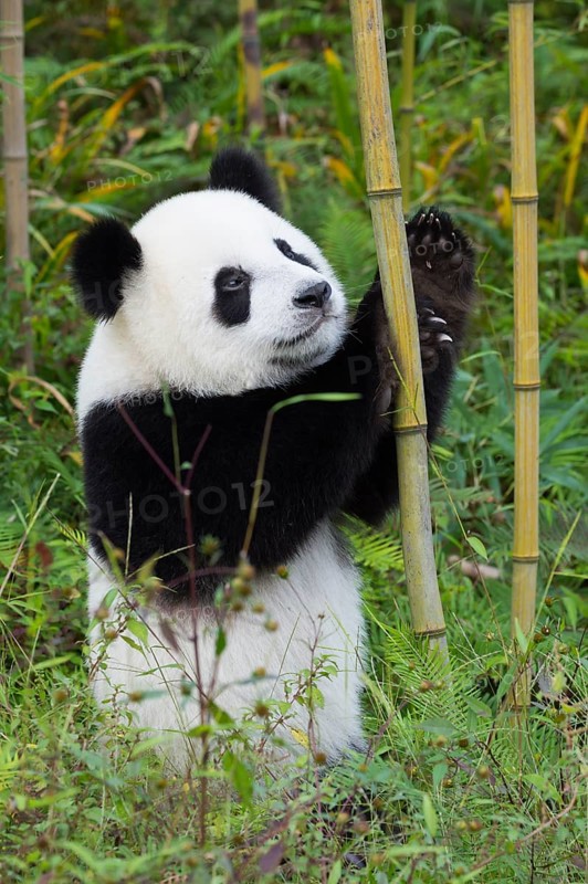 Giant Panda