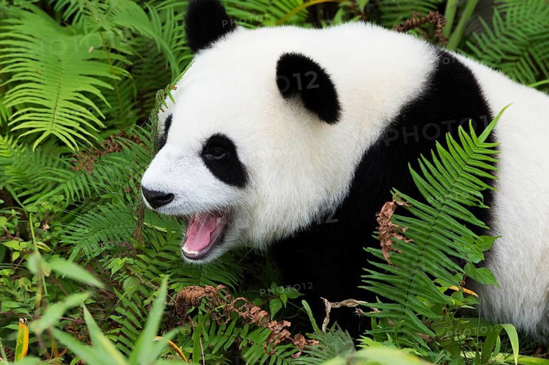 Giant Panda