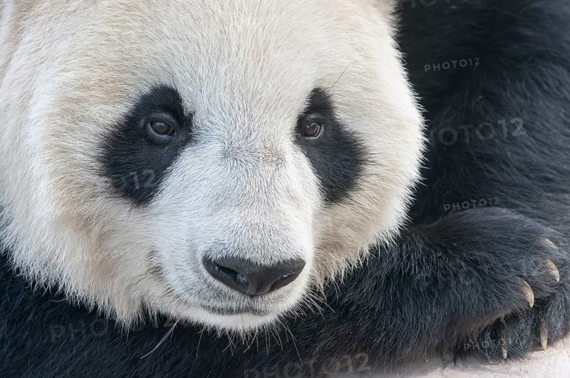 Giant Panda