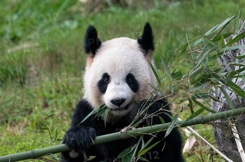 Giant Panda
