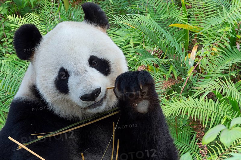 Giant Panda