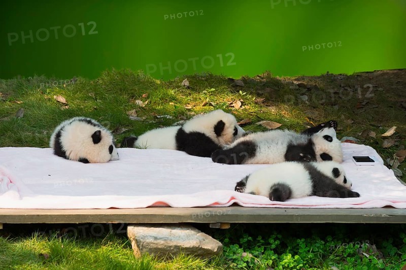 Giant Pandas