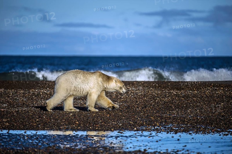 Polar Bear