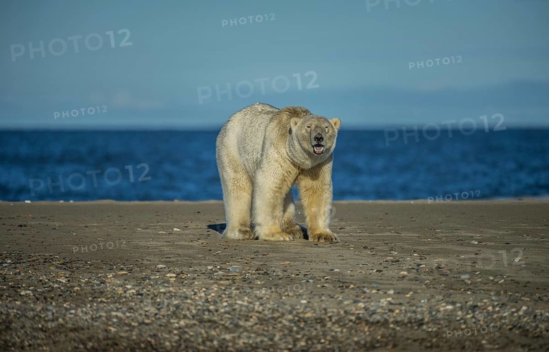 Polar Bear