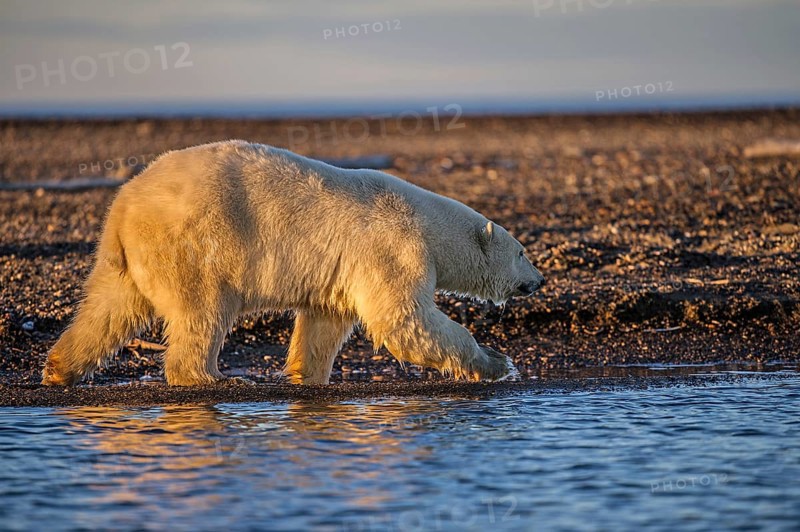 Polar Bear