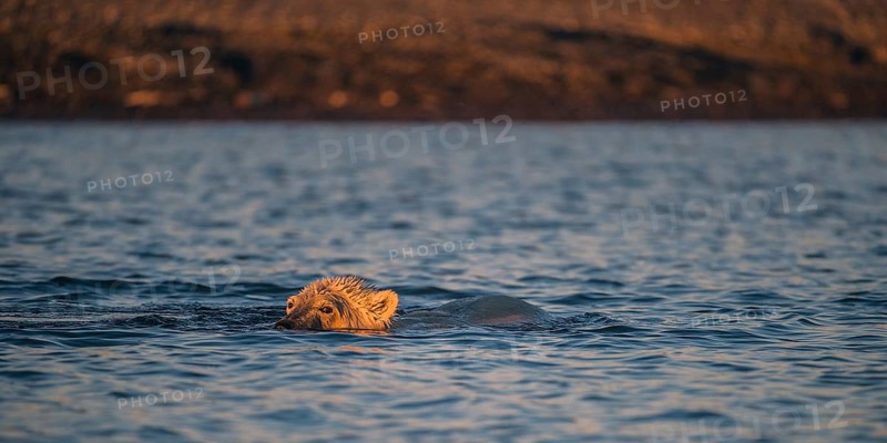 Polar Bear
