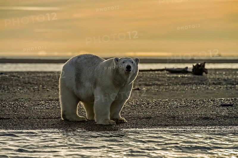 Polar Bear