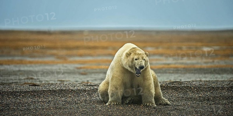 Polar bear