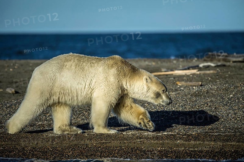Polar bear