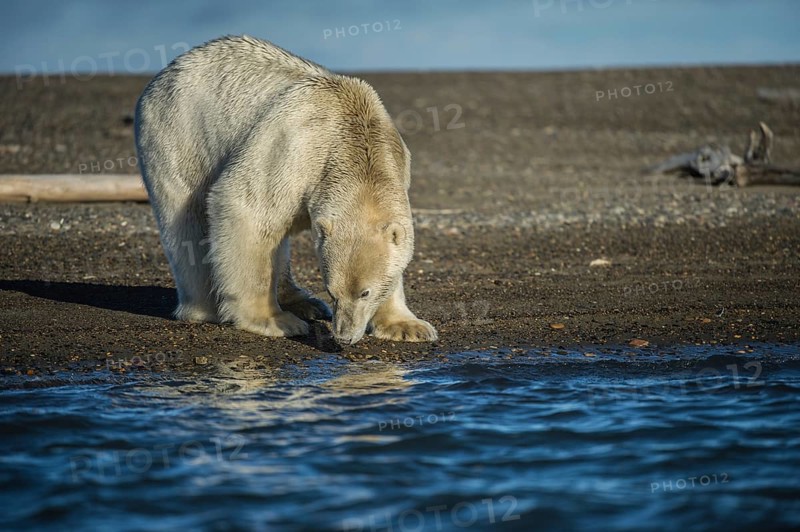 Polar bear