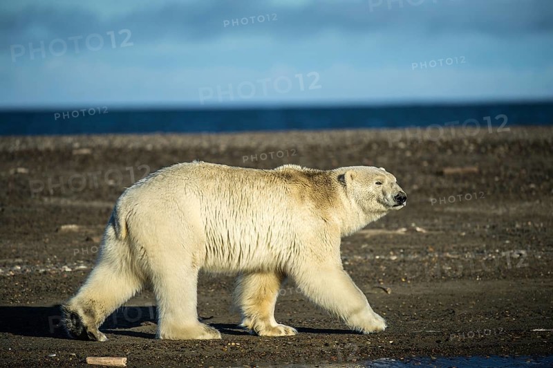 Polar bear