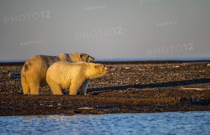 Polar bear