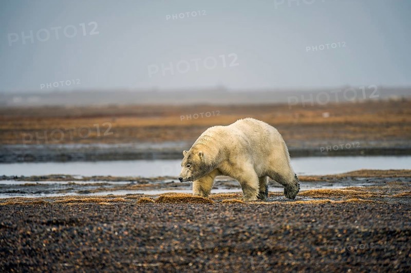 Polar bear