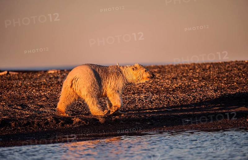 Polar bear