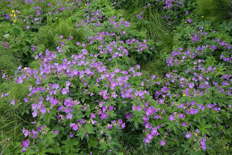 Wood cranesbill or woodland geranium