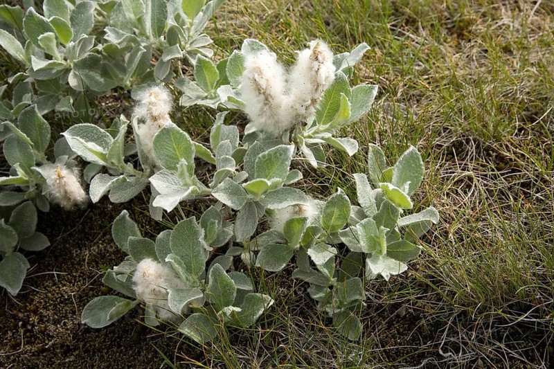 Arctic willow