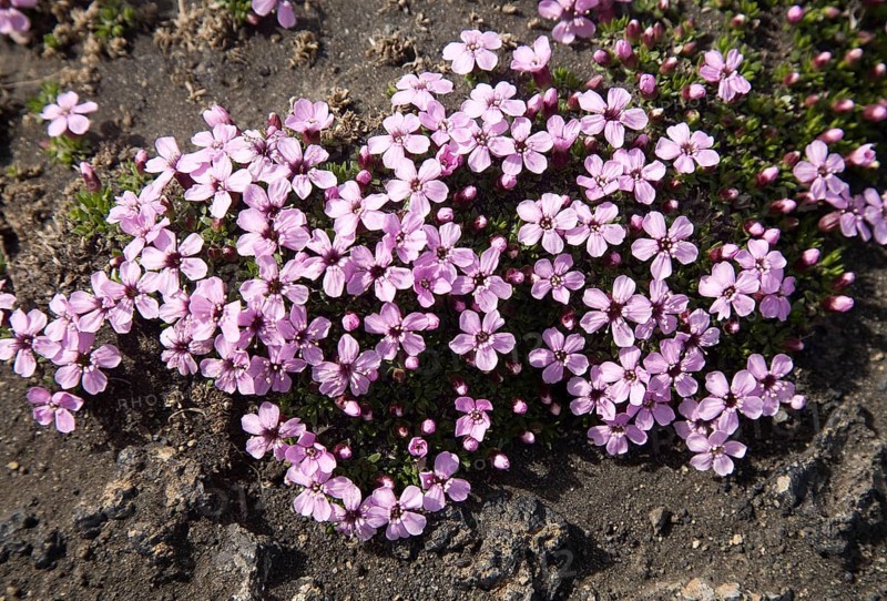 Moss campion or cushion pink