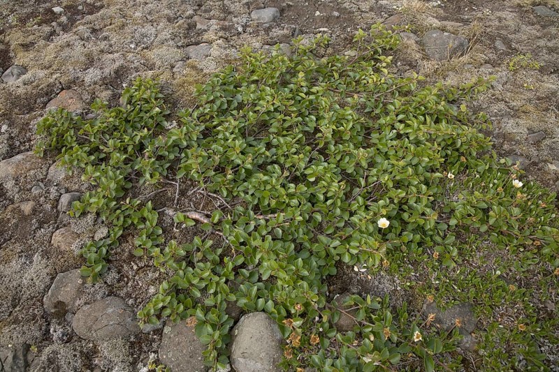 Dwarf birch