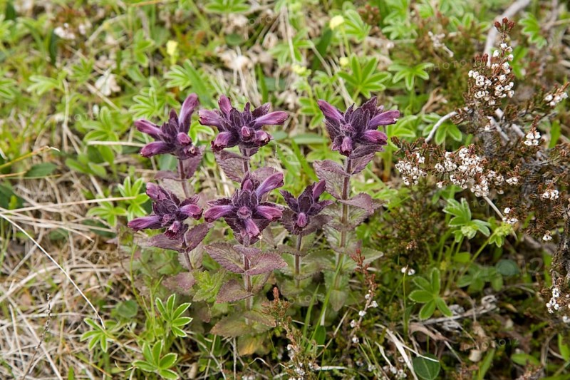 Alpine bartsia or velvetbells