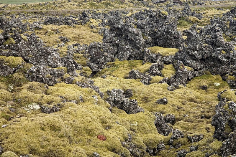 Moss covered lava
