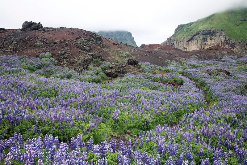 Flowering Nootka Lupins
