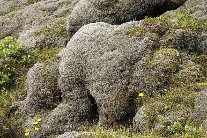 Lava field of Eldhraun overgrown with moss