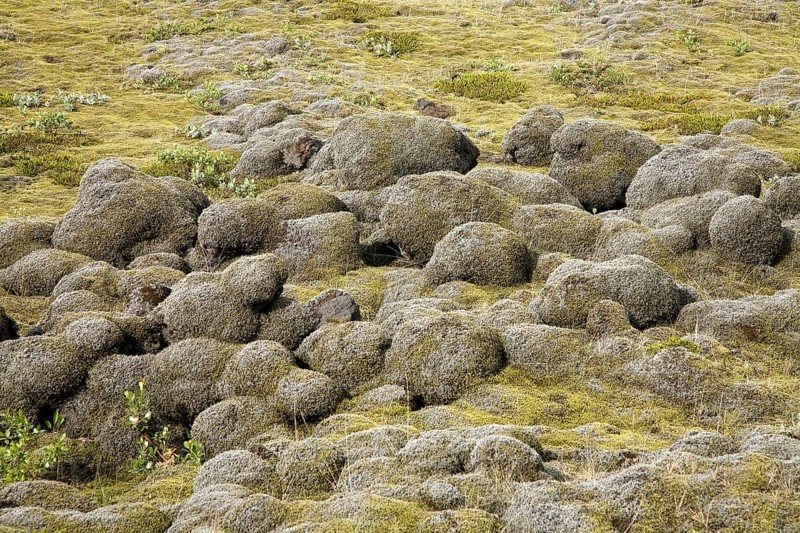 Lava field of Eldhraun overgrown with moss