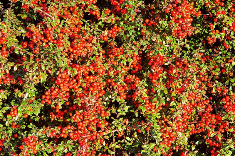 Cotoneaster with fruit