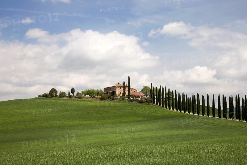 Cypress alley leads to a house near Castiglione d`Orcia