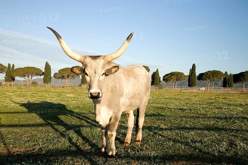 Maremmana or Maremmana bull in a meadow