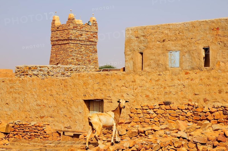 Goat on a wall in front of the minaret of the mosque in the historic centre
