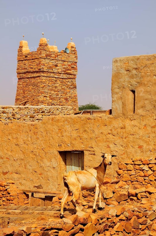 Goat on a wall in front of the minaret of the mosque in the historic centre