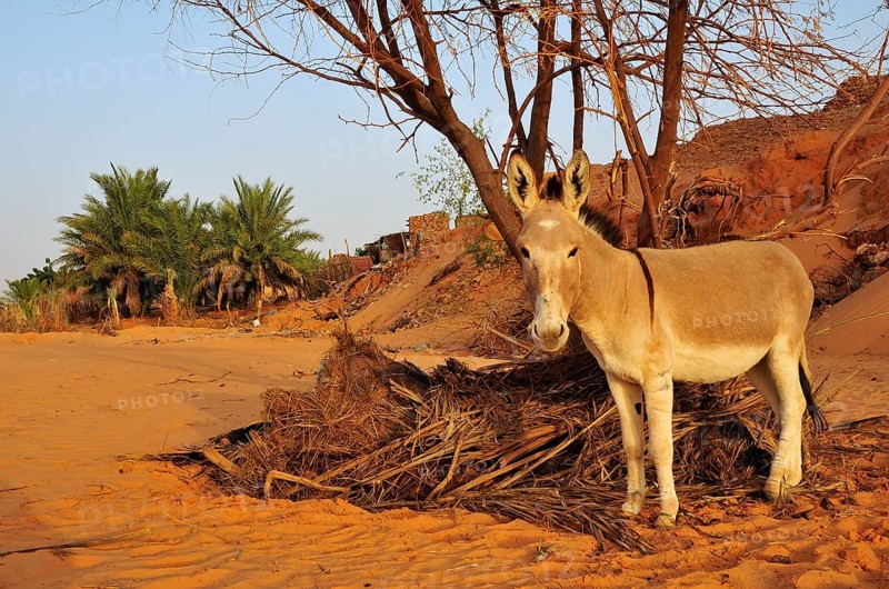 Donkey in a dry riverbed